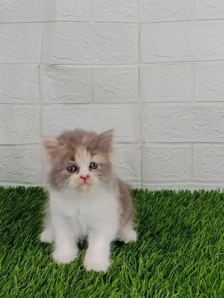 Kucing persia Flatnose
