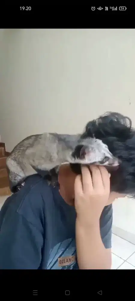 Musang cika Umur 5 bln Betina Jinak