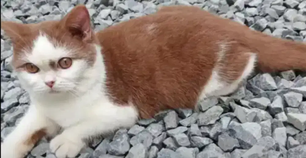 Kucing bsh british shorthair british short hair