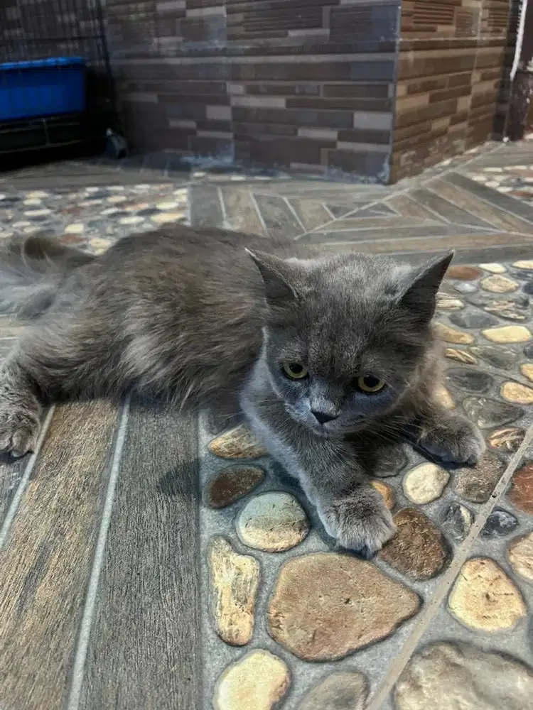 kucing ras persia abu abu + kandang
