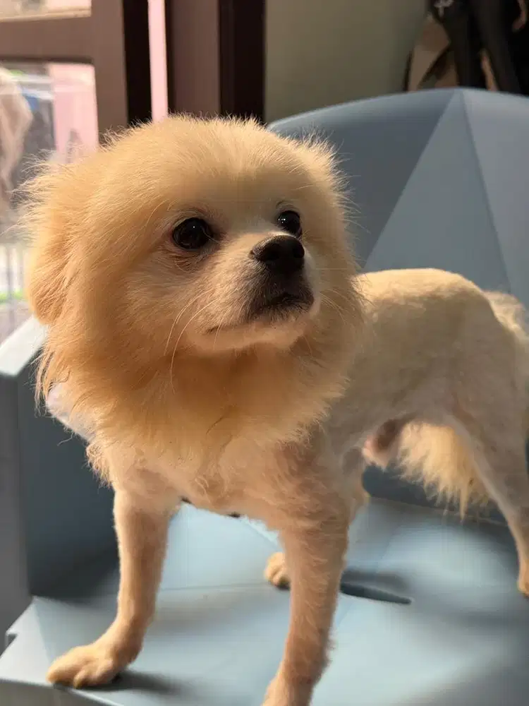 Open adopsi pom mix