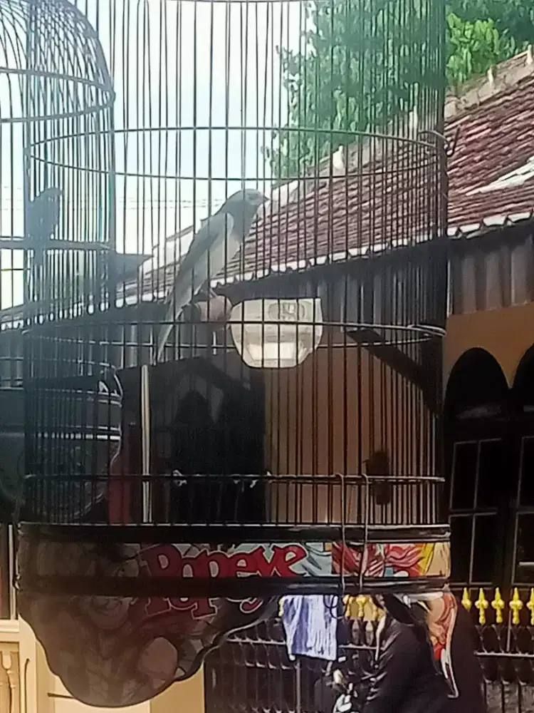 Pejantan brajak gacor sfbb