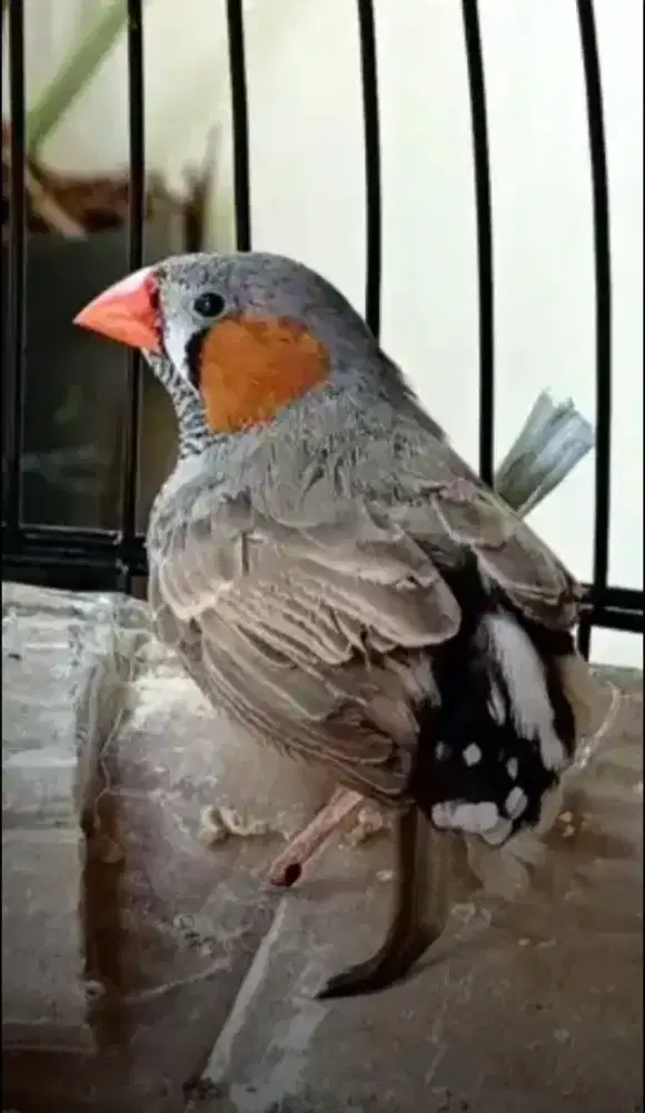 Burung zebra finch AUSY australia minus kaki diserang tikus