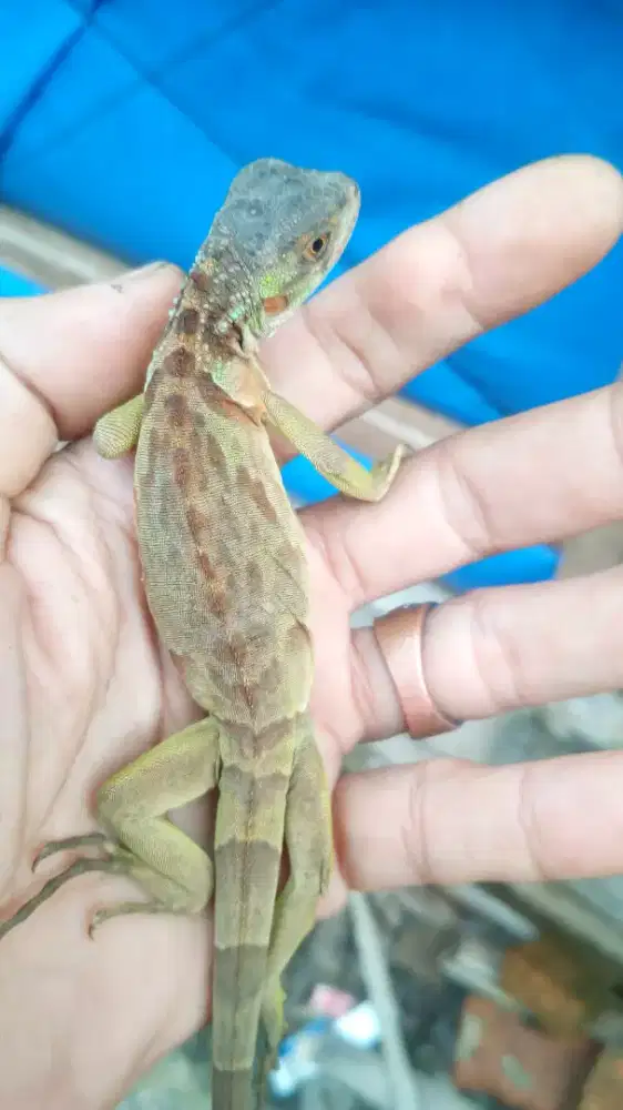 Iguana Red ukuran 30cm