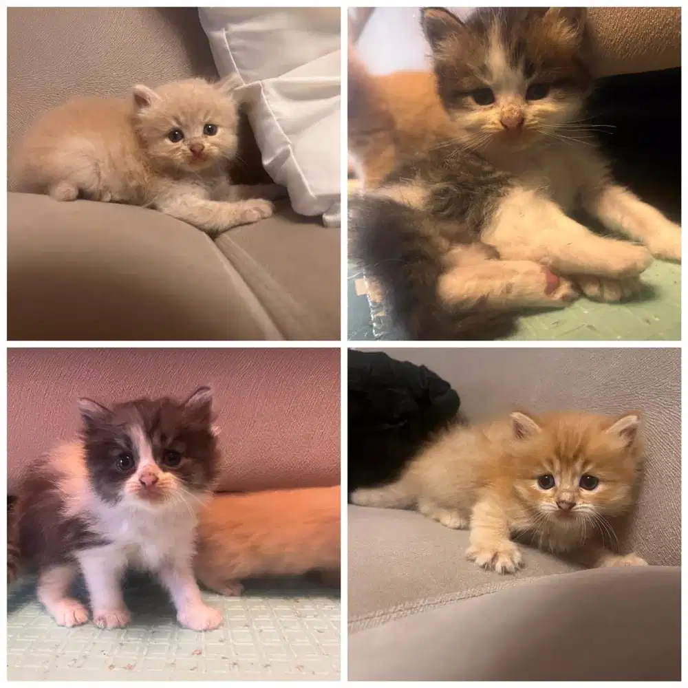 Lepas adopsi anakan kucing usia 2 bulan