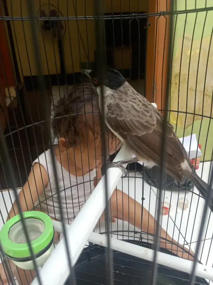 Burung kutilang rajin bunyi