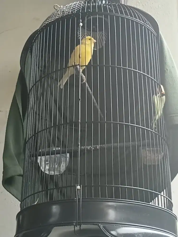 Burung kenari muda jantan 1000%