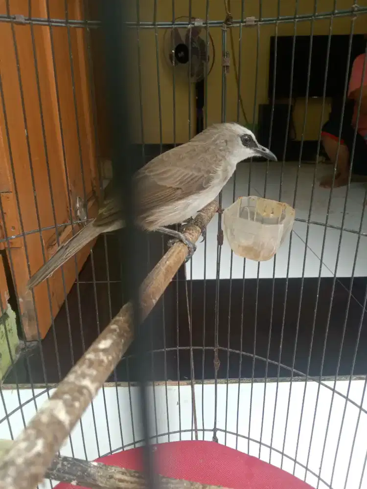 Burung crucukan rajin ropel