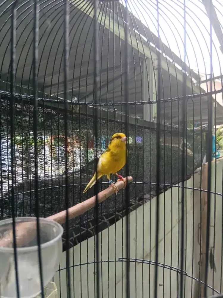 Burung kenari jantan gacor wrna cerah