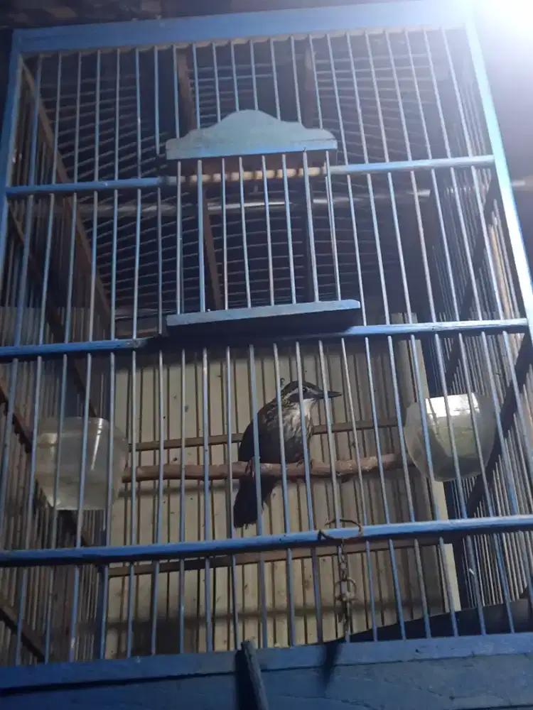 Poksay Rowo jantan body big mulus dah bunyi Pur total