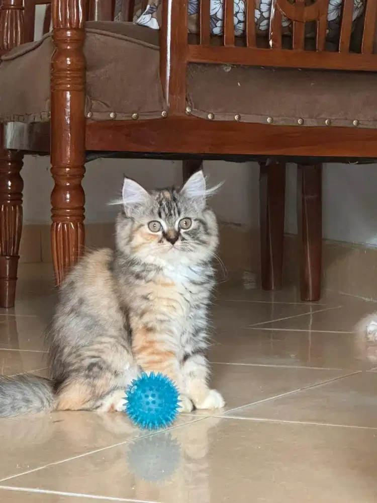 FOR SALE KITTEN 3 bln PERSIAN HIMALAYA