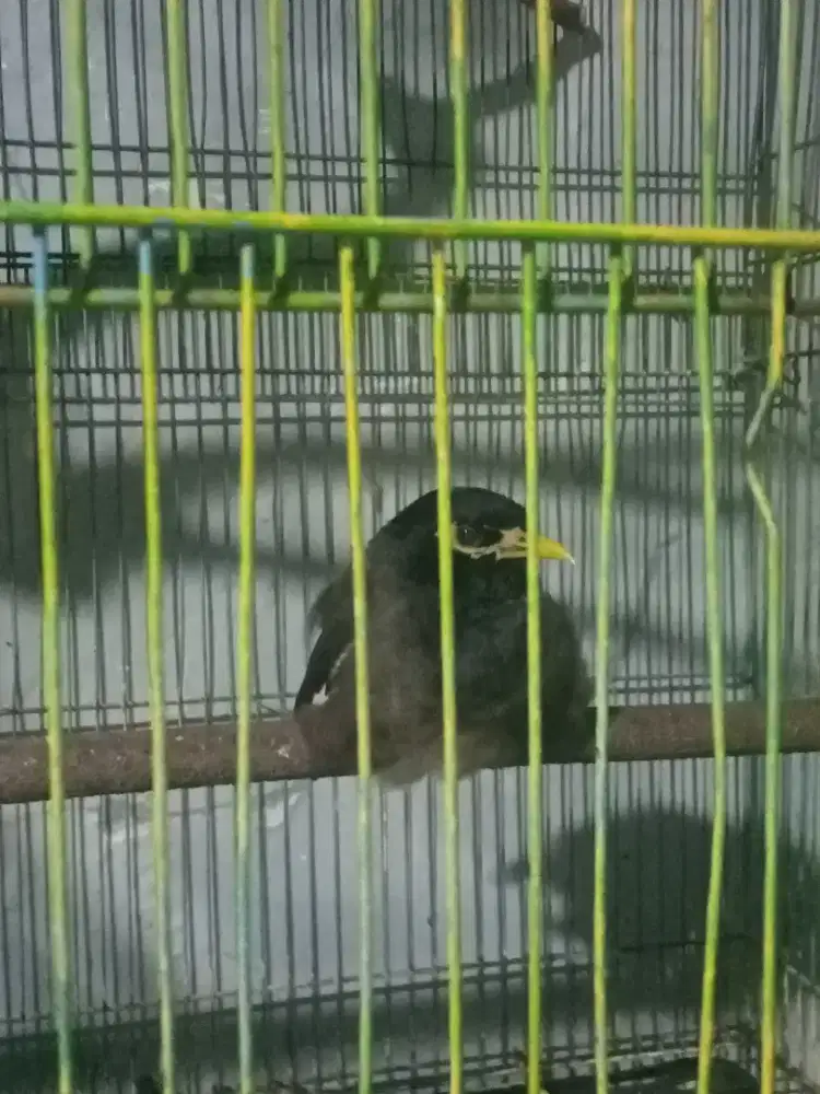 Jalak Nias jantan Pur total body gede