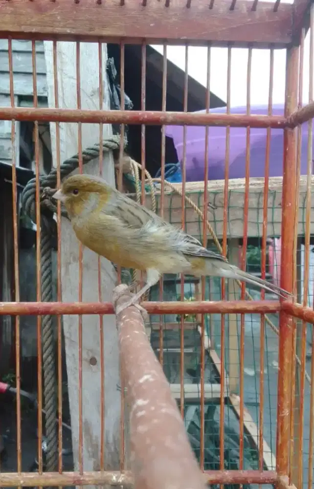 KENARI F1 GACOR DOOORRR