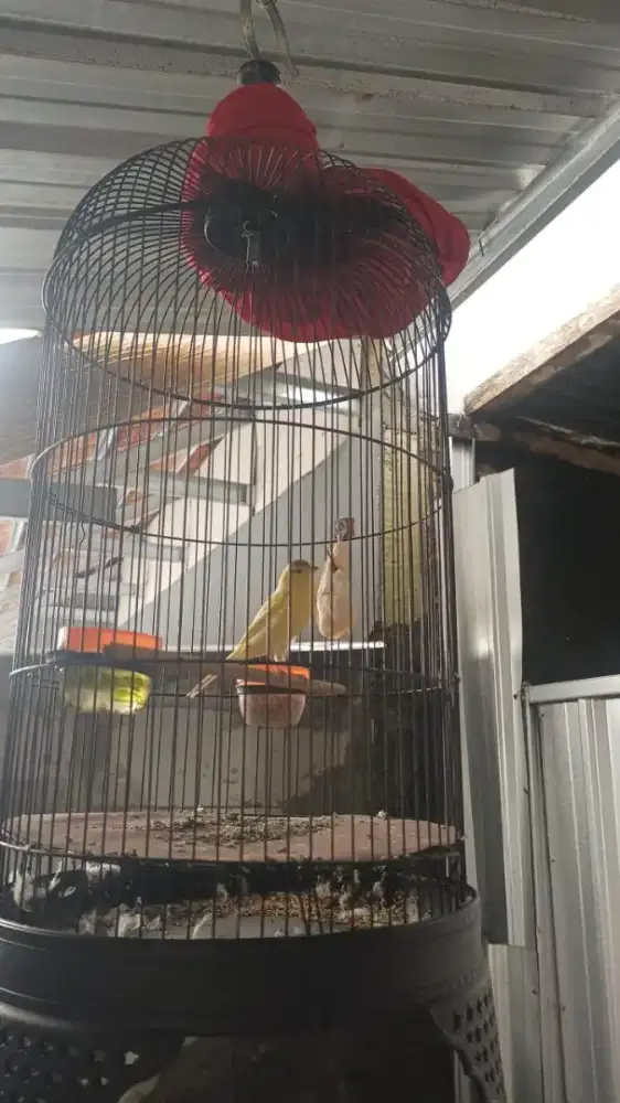 Kenari kuning Wiksar