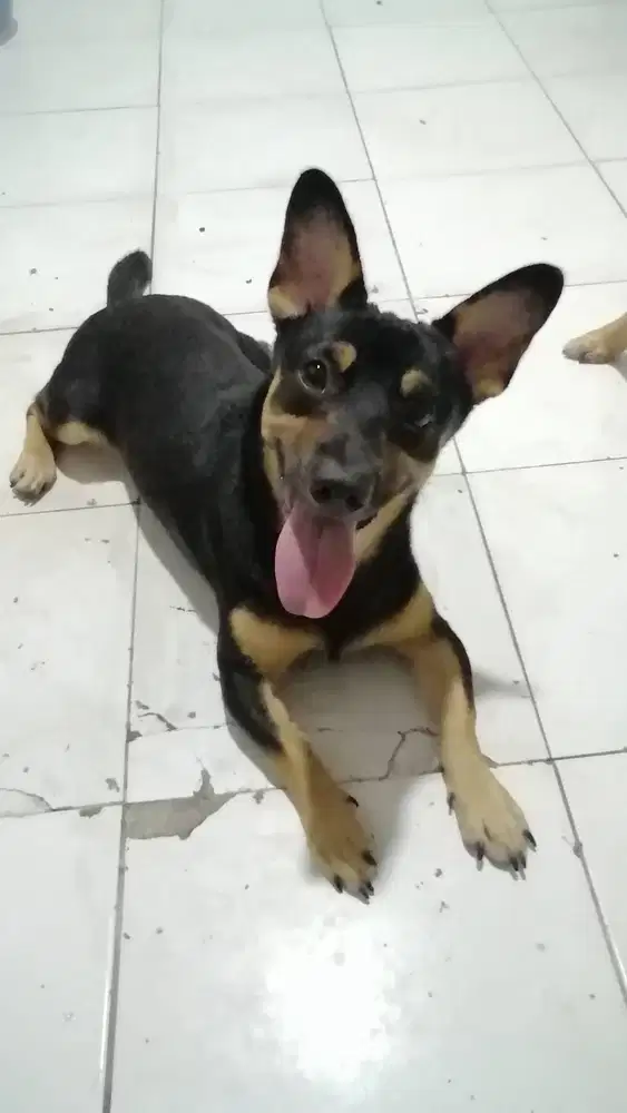 Jual anak Nanjing di bawah 1 tahun