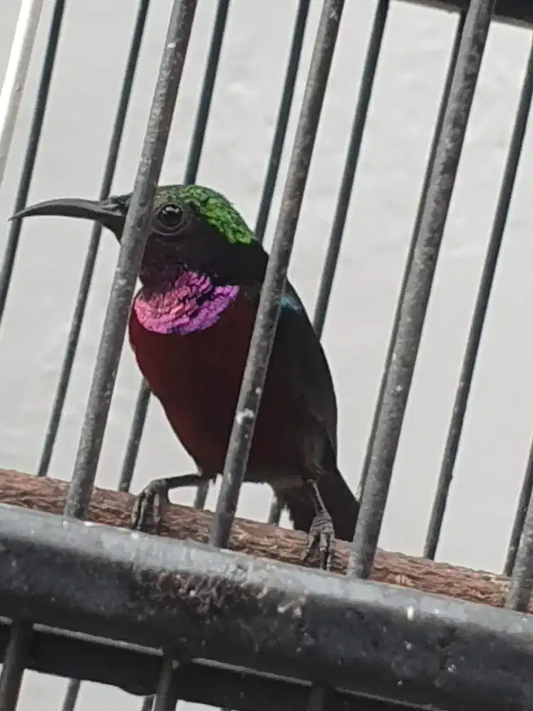 Burung kolibri ninja/ konin