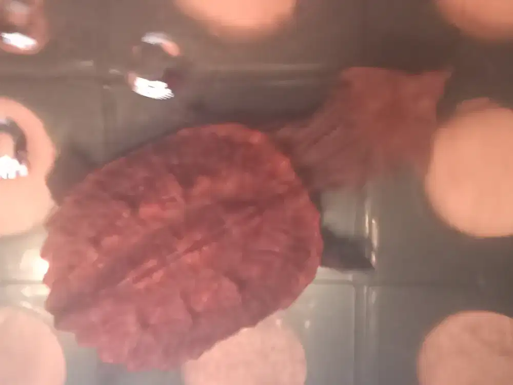 Kura mata mata rawatan 1 tahun size 15up karapas cerah rakus