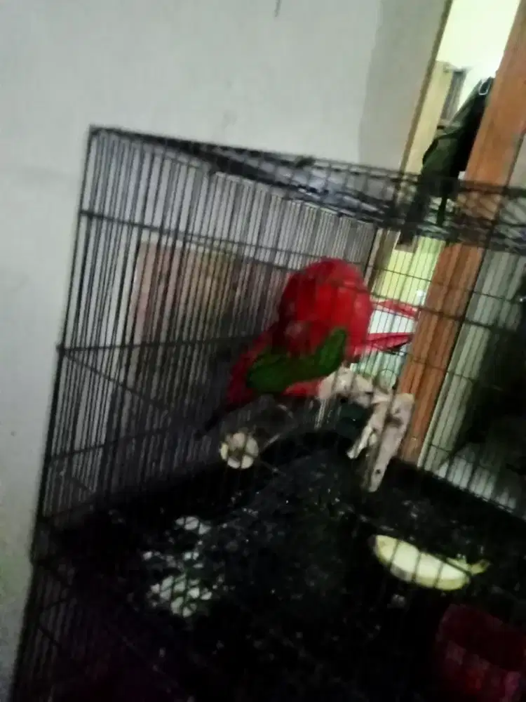 Burung Pemakan Pisang