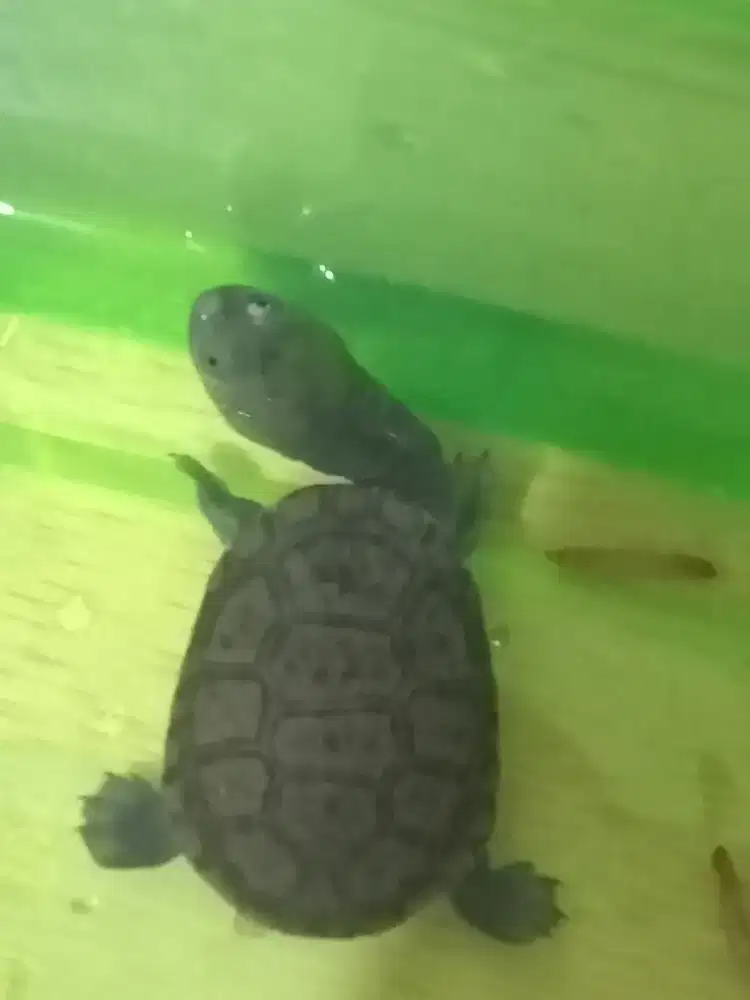 Kura siebenroky rakus