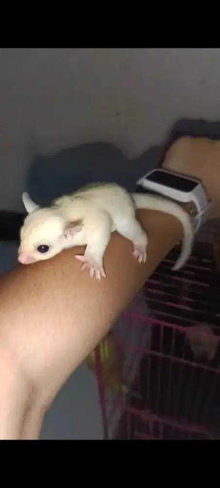 Sugar glider joey Leu dan grey