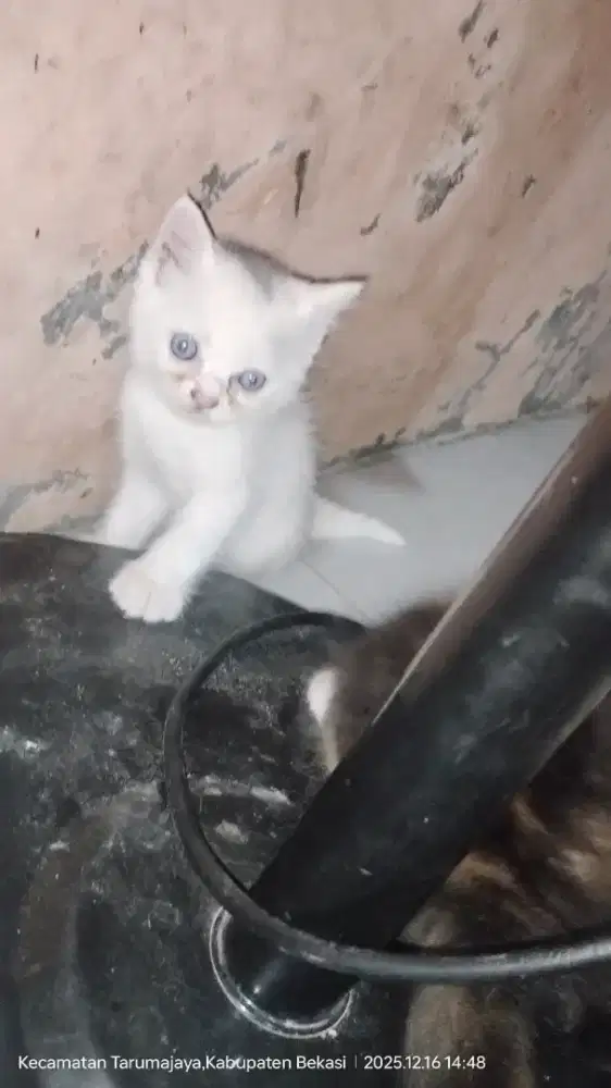 Kucing Anggota Kitten