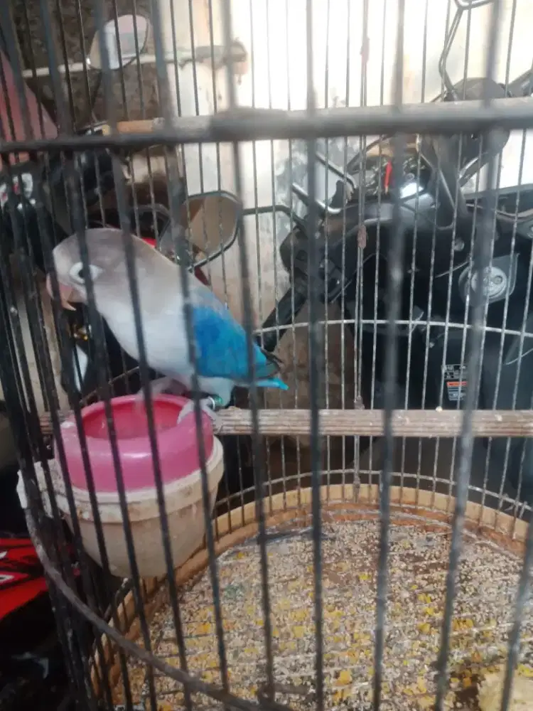 Burung lovebird mangsi jantan doble ring