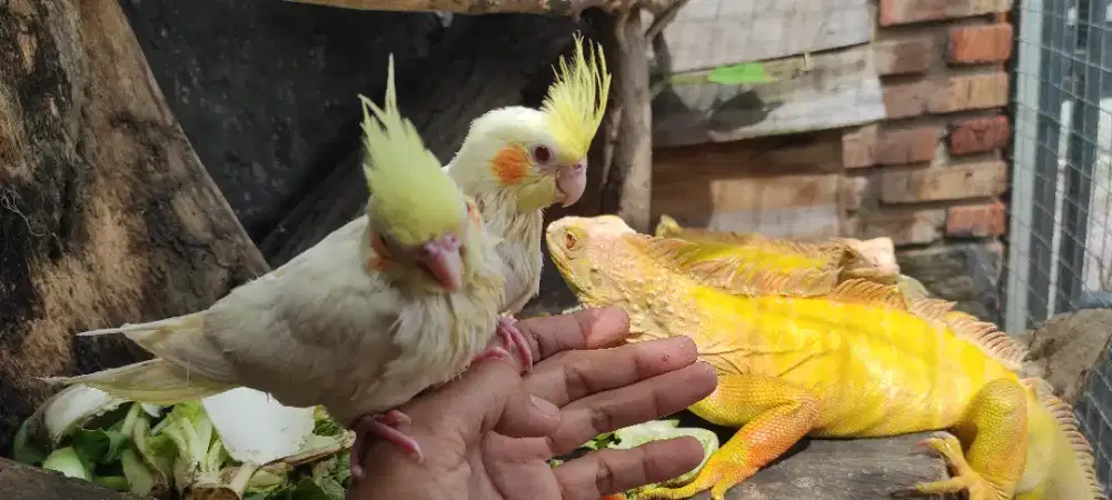 Sepasang Parkit Australia FALK LUTINO Manja Jinak Mainan Anak Bahan FF