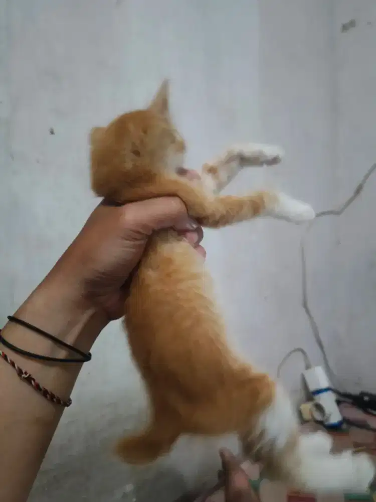 Kitten Persia Betina Oyen