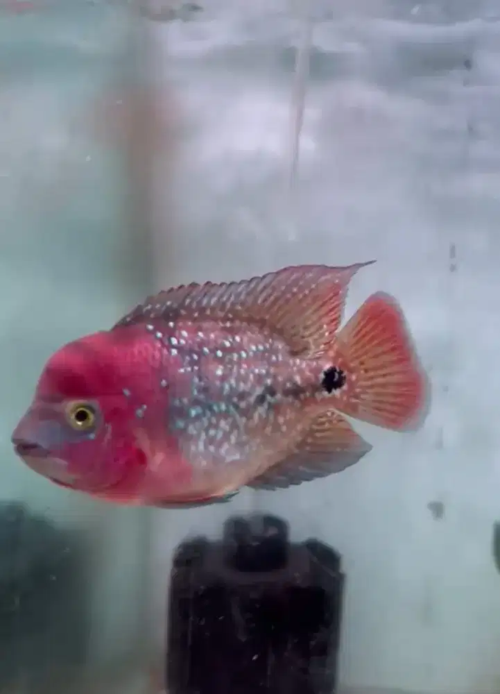 Ikan Louhan Kamfa Klasik