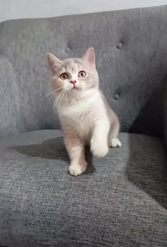 BRITISH SHORTHAIR/BSH