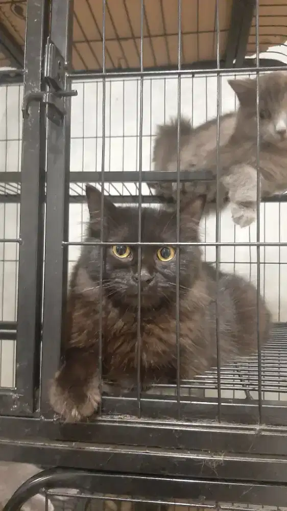 Anakan British short hair