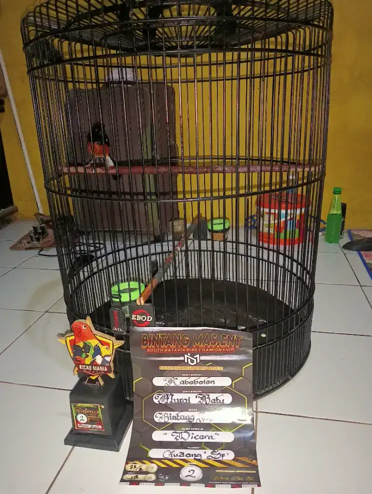 Jual burung murai