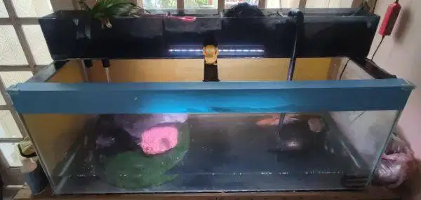 AQUARIUM BESAR, PAKET EDISI BOSAN & JUAL RUGI