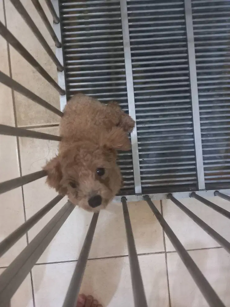 Jual cepat calon pejantan tiny poodle