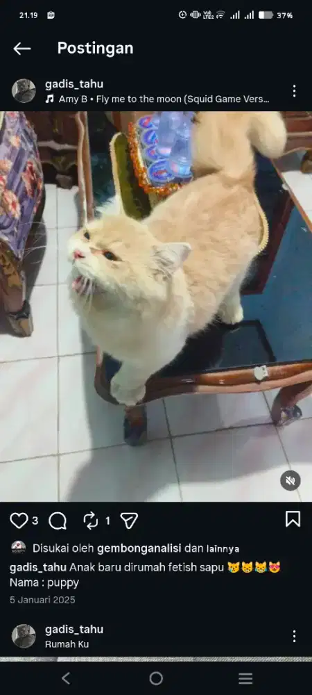 Kucing persia -laki2 - 3tahun- warna seperti digambar