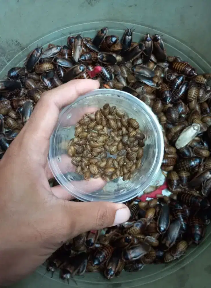 Kecoa dubia pakan bearded dragon tegu gecko savmon umpan pancing