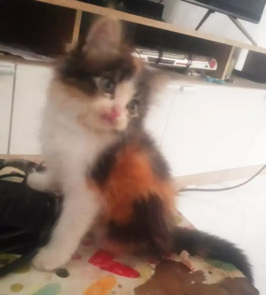 Kitten persmed x flat  Longhair aktif main sehat rampus
