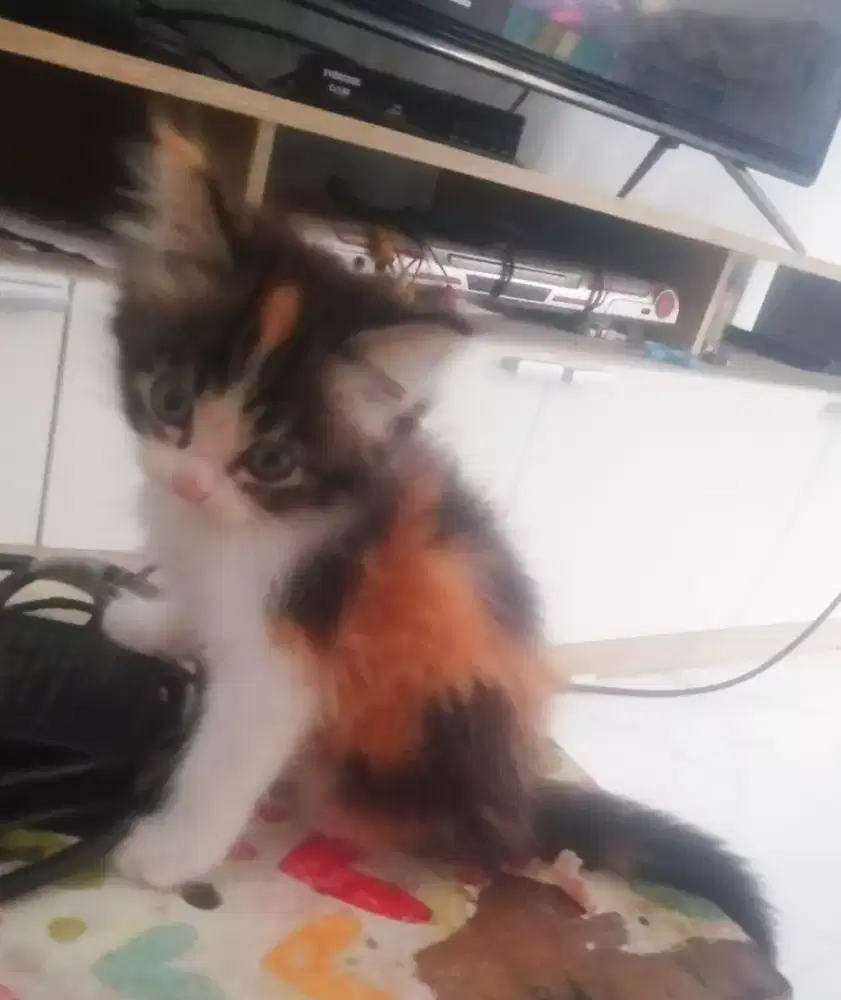 Kitten persmed x flat  Longhair aktif main sehat rampus