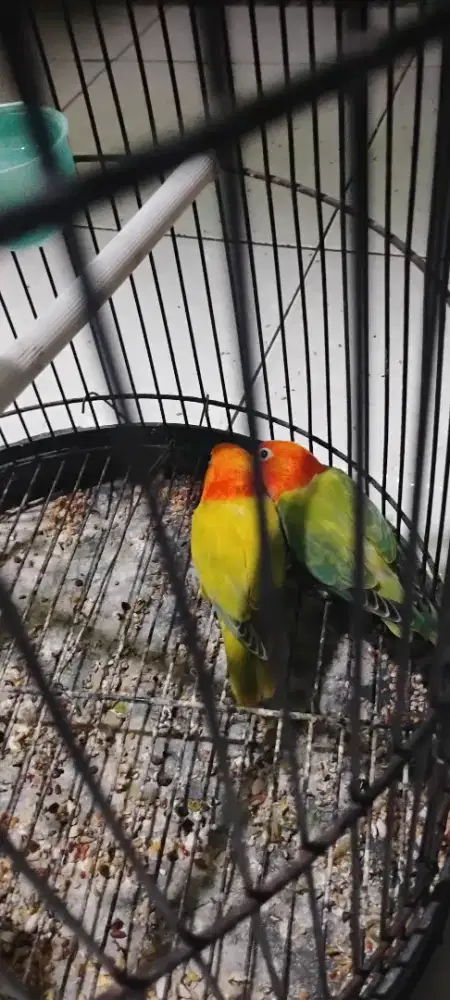 Lovebird Biola dan Biola Ewing Gold