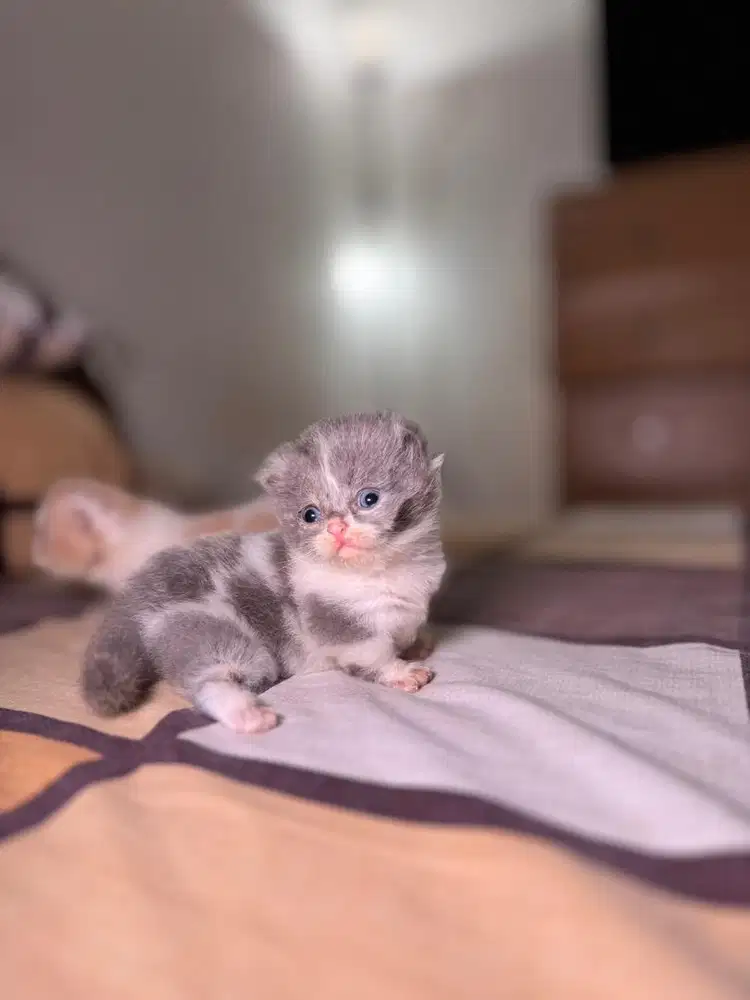 anak kucing munchkin lucu super pendek