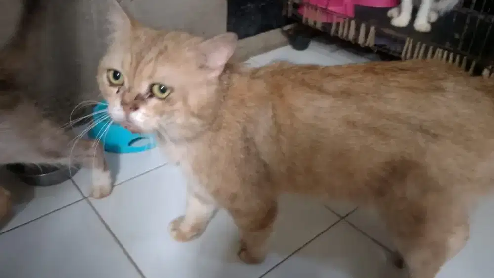 Kucing BSH Oyen + Istrinya