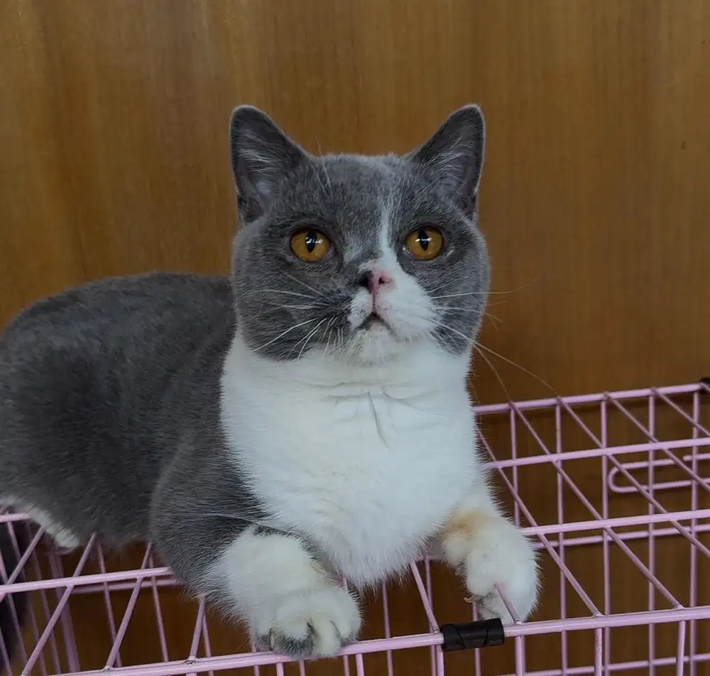 Bsh blue bicolour jantan