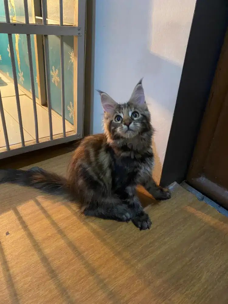 Kucing Mainecoon betina