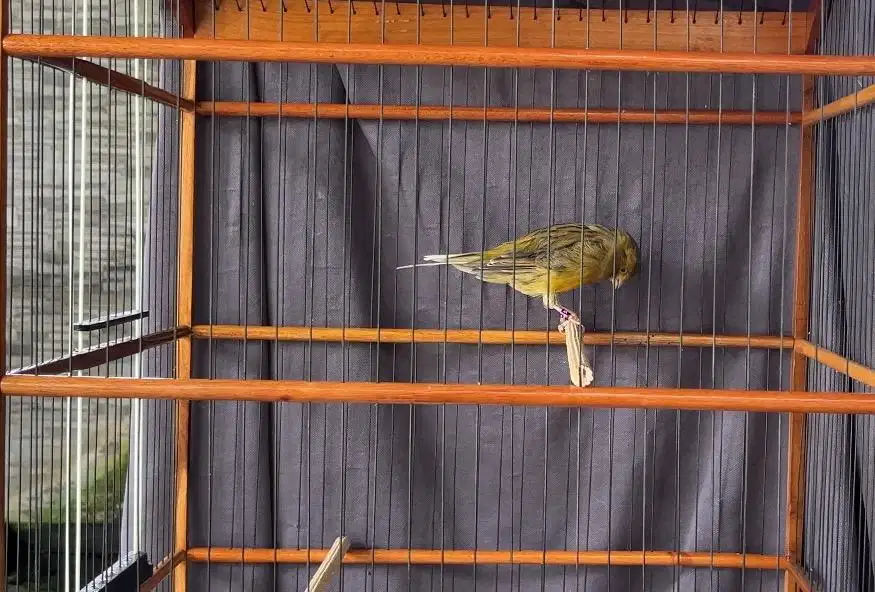 Kenari Hybrid / crosbreed yorkshire rasmi