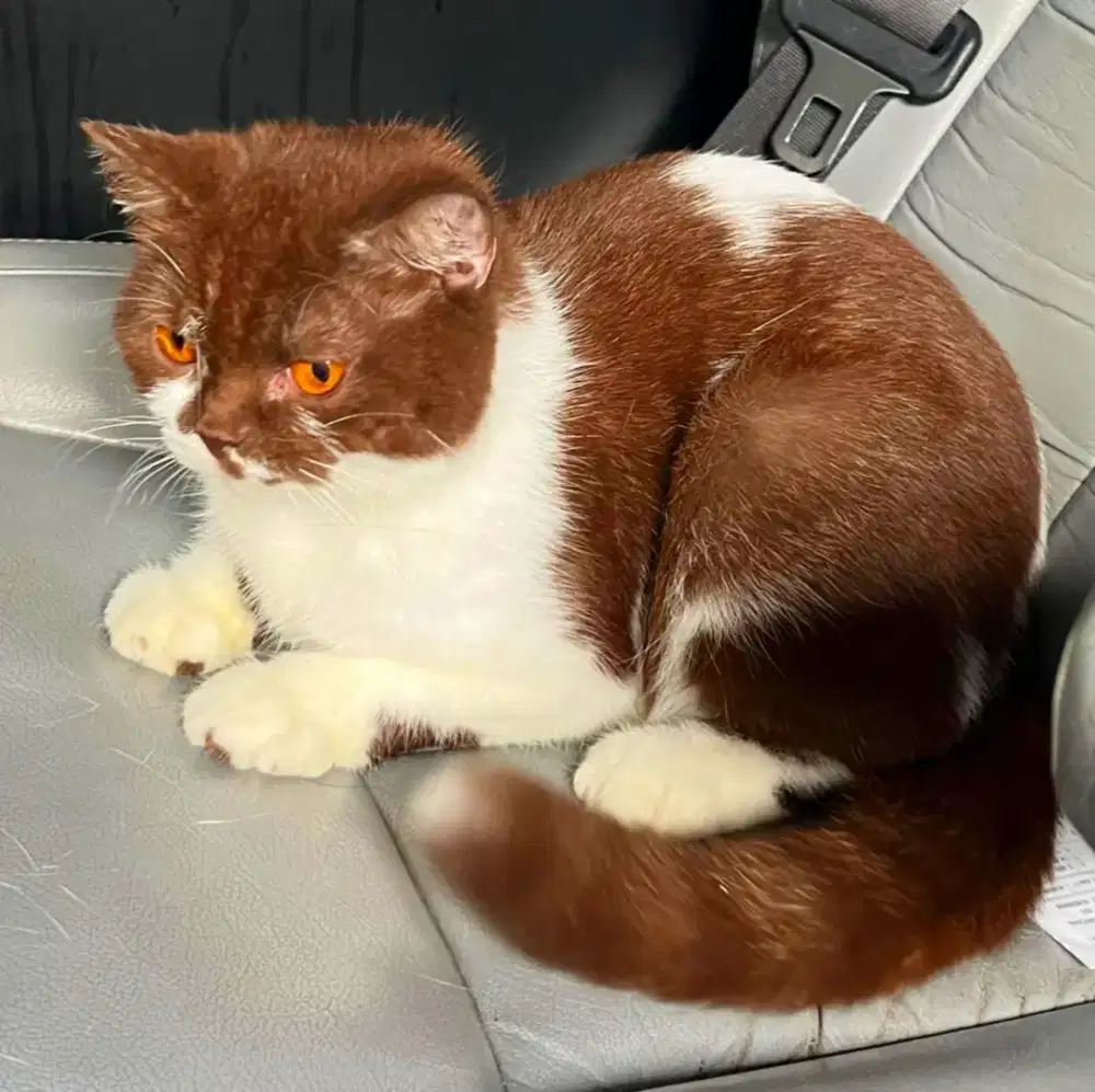 Kucing bsh british shorthair british short hair