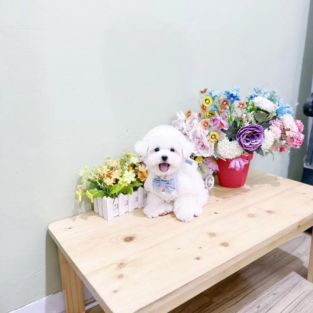 Korean mini bichon frise super cute face bkn poodle pudel podel poodel