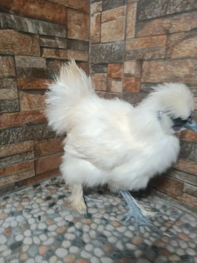 Ayam silky ori betina remaja