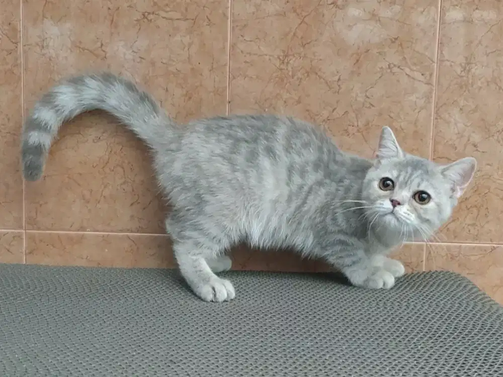 Kitten BSH mix exotic betina