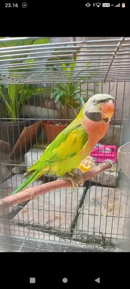 LOVEBIRD JOSAN JAWA SEMI JINAK 1,5 FULSET