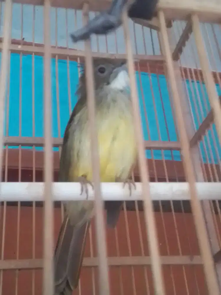 TRUKCUK BESETAN MAKAN PURTOPSONG 1 JUTA FULSET